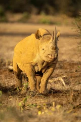 Foto op Plexiglas Black rhino stands watching camera between bushes © Nick Dale
