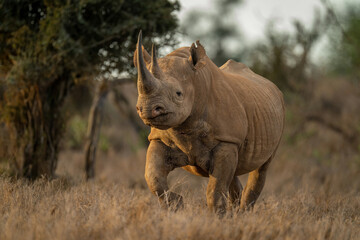 Black rhino trots towards camera past trees - obrazy, fototapety, plakaty