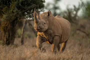 Rolgordijnen Black rhino trots towards camera past trees © Nick Dale