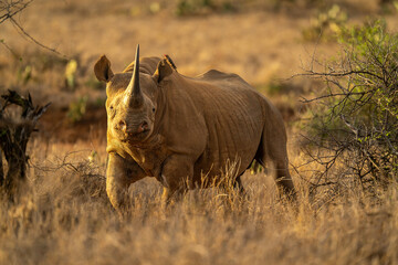 Black rhino walks between bushes watching camera © Nick Dale