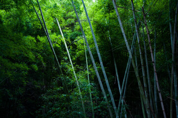 bamboo forest