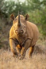 Black rhino walks towards camera in clearing