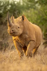 Gardinen Nashorn Black rhino walks through grass eyeing camera  © Nick Dale
