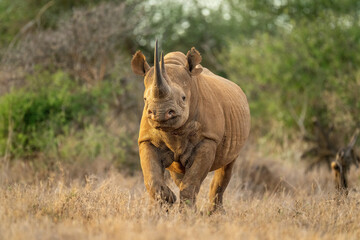 Black rhino trots towards camera in clearing