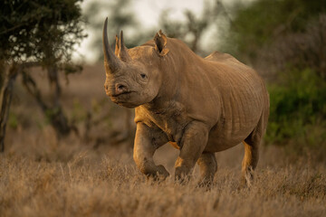 Black rhino walks to camera in clearing - obrazy, fototapety, plakaty