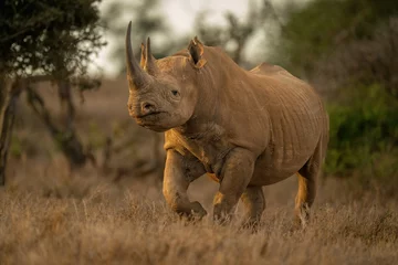 Fotobehang Black rhino walks to camera in clearing © Nick Dale