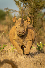 Fototapeta na wymiar Black rhino walks towards camera through cactuses