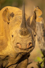 Close-up of black rhino looking at camera