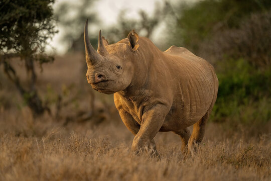 Black rhino walks through clearing eyeing camera