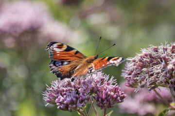 close up of peacock butterfly on hemp agrimony flower