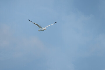 Fototapeta premium seagull in flight
