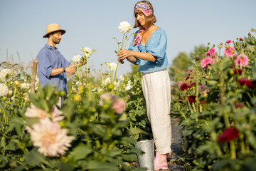 Man and a woman pick up dahlia flowers while working at rural flower farm on sunset. Concept of a...