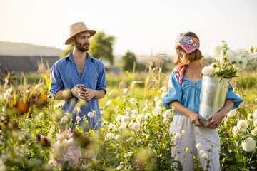 Man and a woman pick up dahlia flowers while working at rural flower farm on sunset. Young farmers having small business of growing dahlias in summer garden