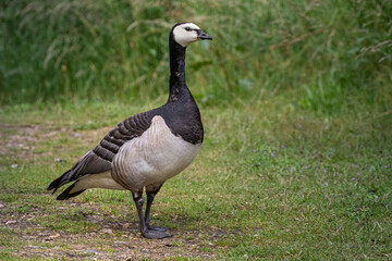 barnacle goose standing on grass close up