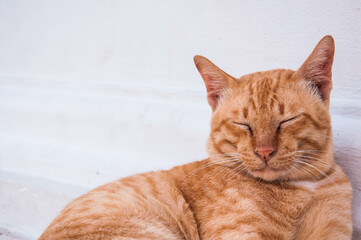 portrait of a red cat