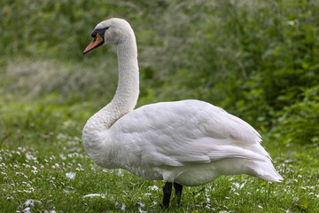 swan standing on grass close up