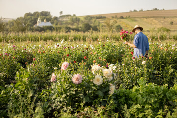Farmer walks with freshly picked up dahlia flowers on flower farm on field on sunset. Beautiful...