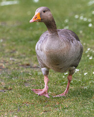 graylag goose standing on grass close up