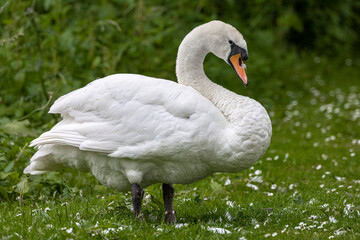 swan standing on grass close up