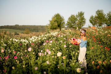 Woman as a farmer carries freshly picked up colorful dahlias, walking between flower rows on farm...