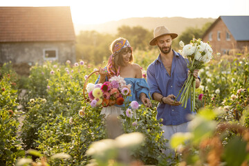 Man and a woman pick up dahlia flowers while working at rural flower farm on sunset. Young farmers having small business of growing dahlias in summer garden