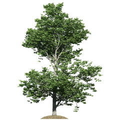 Red Maple Tree – Front View