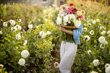 Portrait of a woman with lots of freshly picked up colorful dahlias and lush amaranth flower on rural farm during sunset - obrazy, fototapety, plakaty