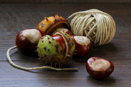 Conkers Being Prepared With String To Play Conker Game