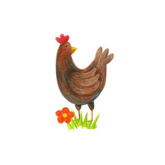 Brown hen illustration isolated on transparent background. Hand drawn with color pencils chick, flower, grass card, poster. Cartoon domestic bird hen.