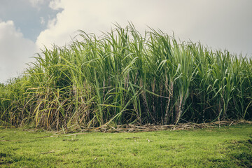 sugar cane in Martinique
