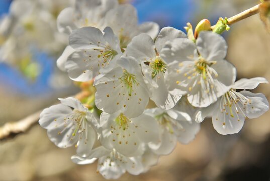Kirschbl&uuml;te