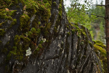 Mossy stones in the forest of Ruskeala mountain park.