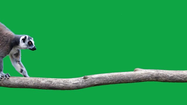three ring-tailed lemurs walk one after the other on a log on a green screen. slow motion