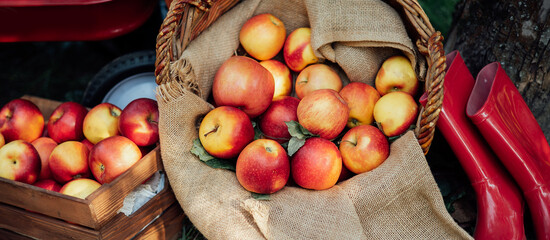 Apple harvest time. Ripe red apples in basket and in dark wooden crate on green grass. Apple picking. Orchard. Garden. harvesting on farm