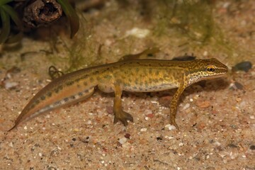 Closeup on a male European Common palmate newt Lissotriton helveticus in breeding colors
