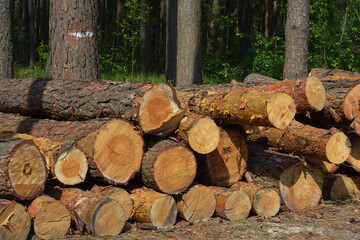 Pine wood logs, cut pine tree timber as a sign of deforestation. Stacks of cut pine trees, logging...