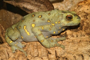 Closeup on a colorful green and yellow spotted Boulenger's Asian tree toad, Pedostibes hosii