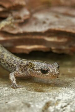 Closeup on a brassy colored juvenile Japanese Hokkaido salamander, Hynobius retardatus