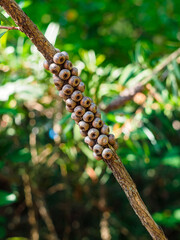 Callistemon seed boxes on branch on beautiful green bokeh background