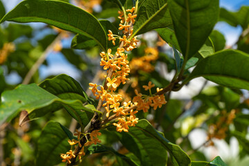金木犀の花、秋を感じさせる甘い香り、植物の説明や化粧品の成分などにも使えます。
