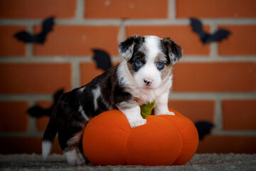 halloween scenes of portraits of very cute puppies. welsh corgi cardigan puppies. dog in carnival costume.