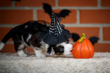 halloween scenes of portraits of very cute puppies. welsh corgi cardigan puppies. dog in carnival costume.