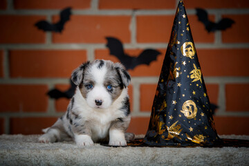 halloween scenes of portraits of very cute puppies. welsh corgi cardigan puppies. dog in carnival costume.