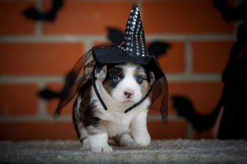 halloween scenes of portraits of very cute puppies. welsh corgi cardigan puppies. dog in carnival costume.