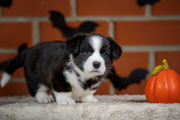 halloween scenes of portraits of very cute puppies. welsh corgi cardigan puppies. dog in carnival costume.