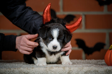 halloween scenes of portraits of very cute puppies. welsh corgi cardigan puppies. dog in carnival costume.