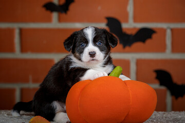 halloween scenes of portraits of very cute puppies. welsh corgi cardigan puppies. dog in carnival costume.