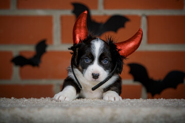 halloween scenes of portraits of very cute puppies. welsh corgi cardigan puppies. dog in carnival costume.