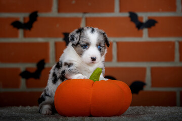 halloween scenes of portraits of very cute puppies. welsh corgi cardigan puppies. dog in carnival costume.