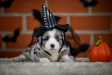 halloween scenes of portraits of very cute puppies. welsh corgi cardigan puppies. dog in carnival costume.